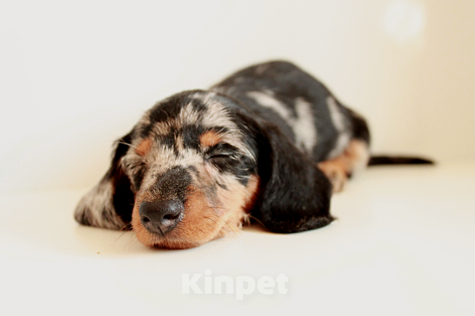 Собаки в Москве: Щенки таксы кроличьей, черно-мраморные Мальчик, Бесплатно - фото 3