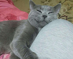 Кошки в Орске: Вязка.Красавец британский кот., 800 руб. - фото 2