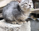 Кошки в Добрянке: Котёнок, Бесплатно - фото 2
