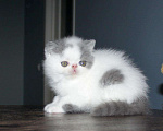 Кошки в Лянторе: Продаю, 20 000 руб. - фото 3
