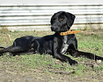 Собаки в Лабинске: Метис Курцхаара Девочка, Бесплатно - фото 2