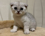 Кошки в Самаре: Продам котенка Мальчик, 6 000 руб. - фото 3