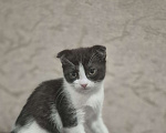 Кошки в Краснодаре: Шотландская ВИСЛОУХАЯ короткошерстная Девочка, 5 000 руб. - фото 8