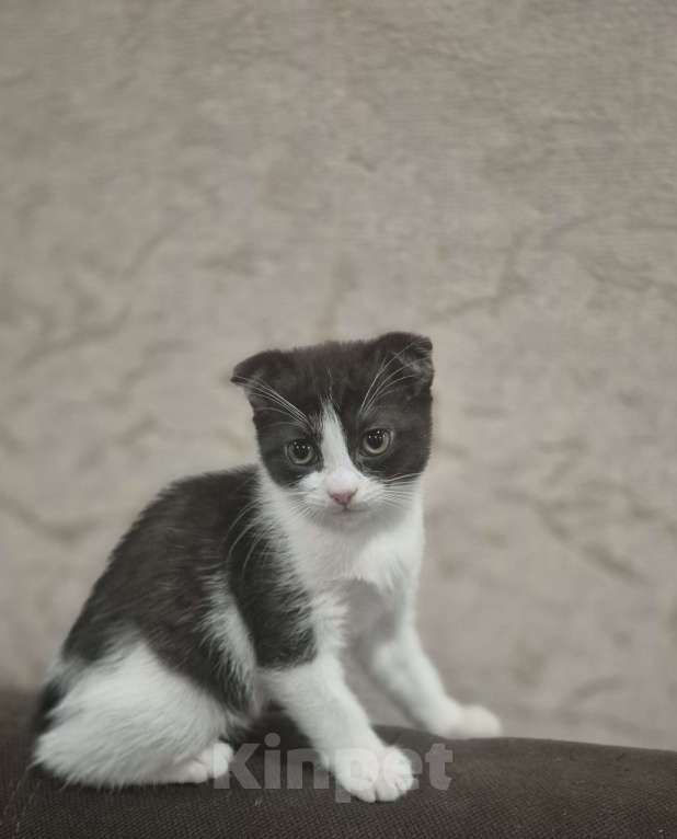 Кошки в Краснодаре: Шотландская ВИСЛОУХАЯ короткошерстная Девочка, 5 000 руб. - фото 8