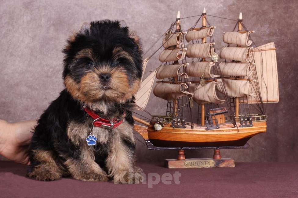 Собаки в Москве: Йоркширский терьер красивый курносик Федерико РКФ Мальчик, 50 000 руб. - фото 8