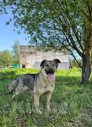 Собаки в Москве: Небольшая собака Берли в приюте Девочка, 1 руб. - фото 5
