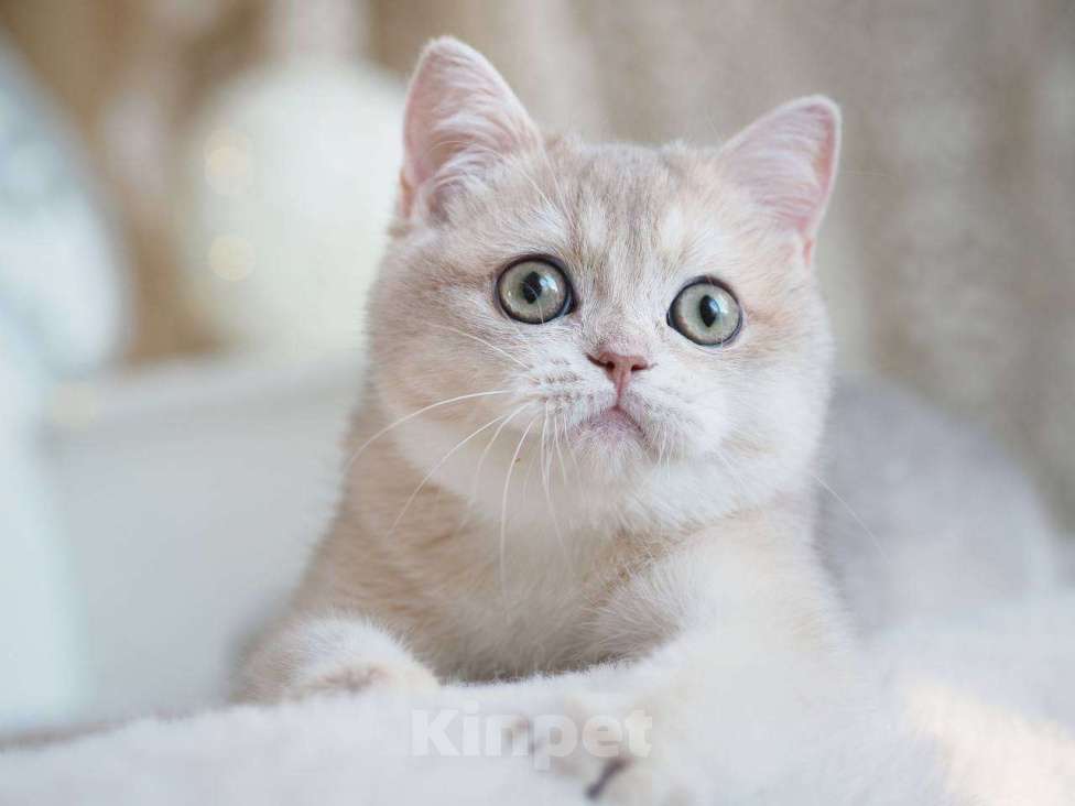 Кошки в Москве: Британская девочка Аура Девочка, 100 000 руб. - фото 5