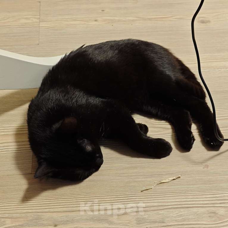 Кошки в Москве: Котенок в добрые руки Мальчик, Бесплатно - фото 2