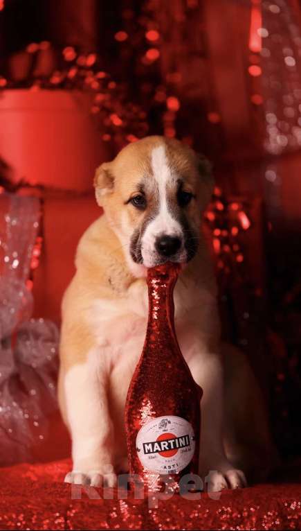 Собаки в Москве: Щенок алабая идеальный  Мальчик, Бесплатно - фото 2