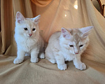 Кошки в Москве: Котенок курильского бобтейла Разнополые, 15 000 руб. - фото 8