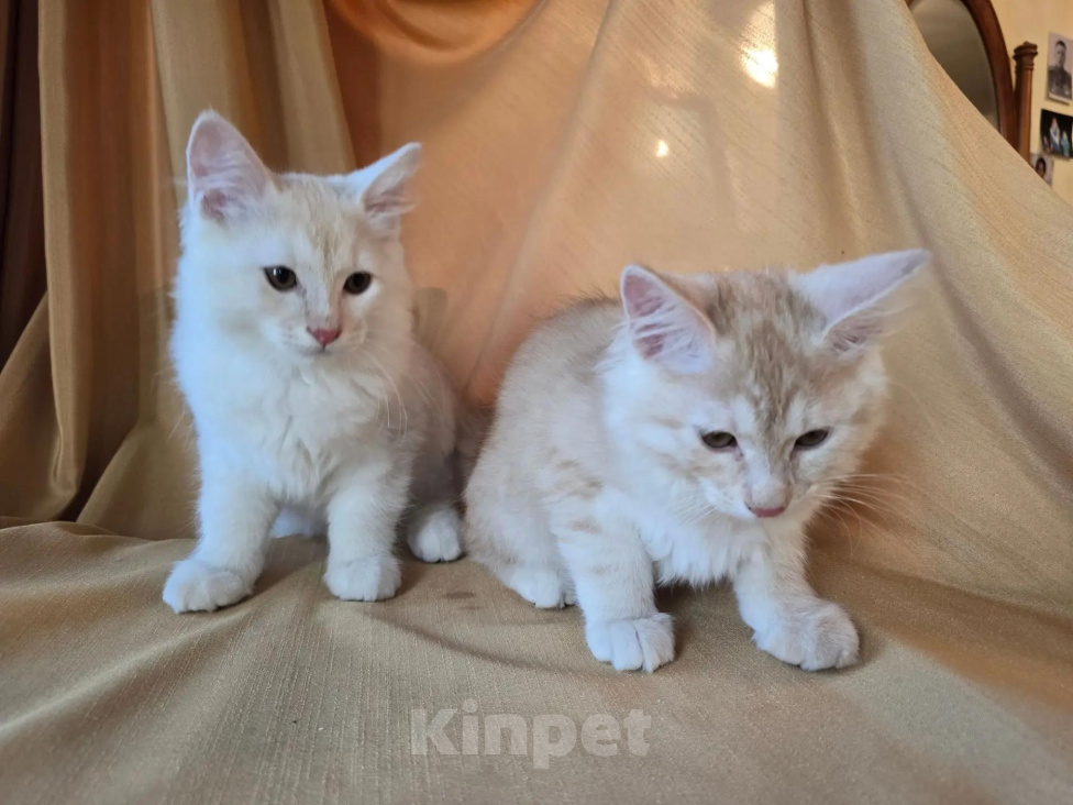 Кошки в Москве: Котенок курильского бобтейла Разнополые, 15 000 руб. - фото 8