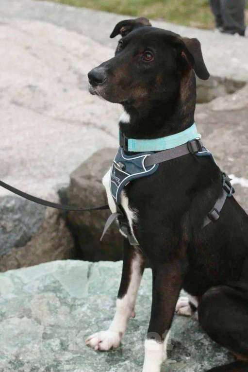 Собаки в Москве: Гили спасён в Грузии и ищет дом Мальчик, Бесплатно - фото 5