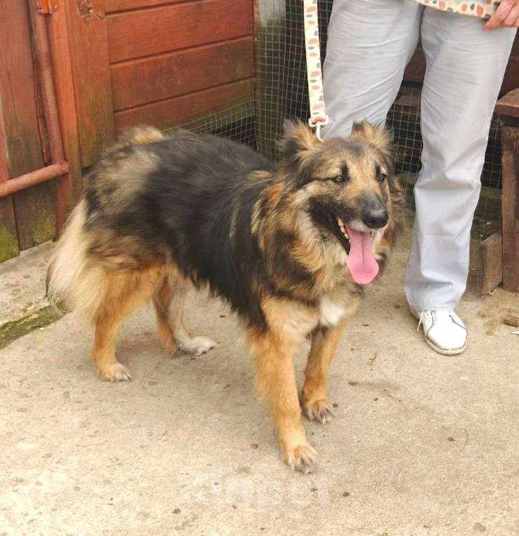 Собаки в Москве: Небольшая, пушистенькая Люся очень хочет стать домашней Девочка, Бесплатно - фото 5