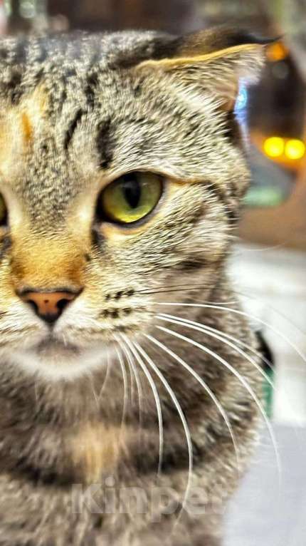 Кошки в Санкт-Петербурге: Две девочки сестрички кошечки Девочка, Бесплатно - фото 8