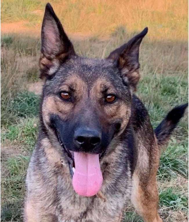 Собаки в Москве: Лесси Девочка, Бесплатно - фото 3