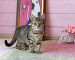 Кошки в Раменском: Котёнок  очень милый Кола Девочка, Бесплатно - фото 3