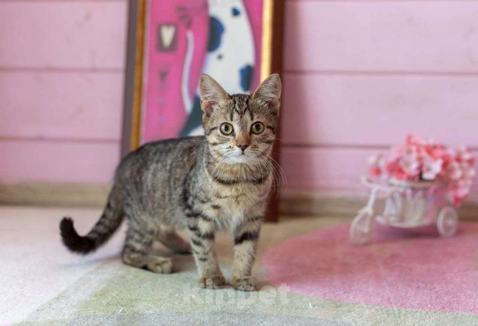 Кошки в Раменском: Котёнок  очень милый Кола Девочка, Бесплатно - фото 3