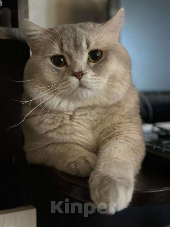 Кошки в Ростове-на-Дону: Шотландский жених на вязку Мальчик, 3 000 руб. - фото 2