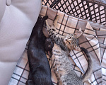 Кошки в Самаре: Котёнок в добрые руки Девочка, Бесплатно - фото 2