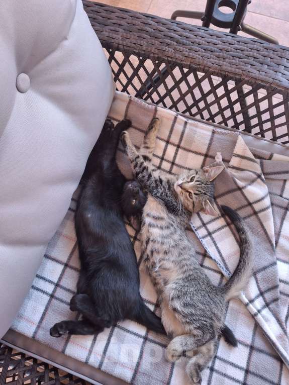 Кошки в Самаре: Котёнок в добрые руки Девочка, Бесплатно - фото 2