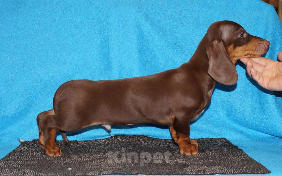 Собаки в Иваново: Такса стандартная г-ш. РКФ Мальчик, 50 000 руб. - фото 3