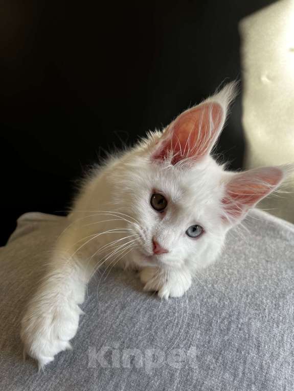 Кошки в Москве: Разноглазый Мейн-кун Мальчик, 95 000 руб. - фото 3