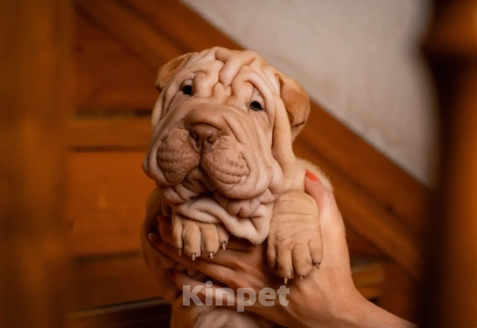 Собаки в Севастополе: Продажа щенков шарпея Разнополые, 40 000 руб. - фото 1