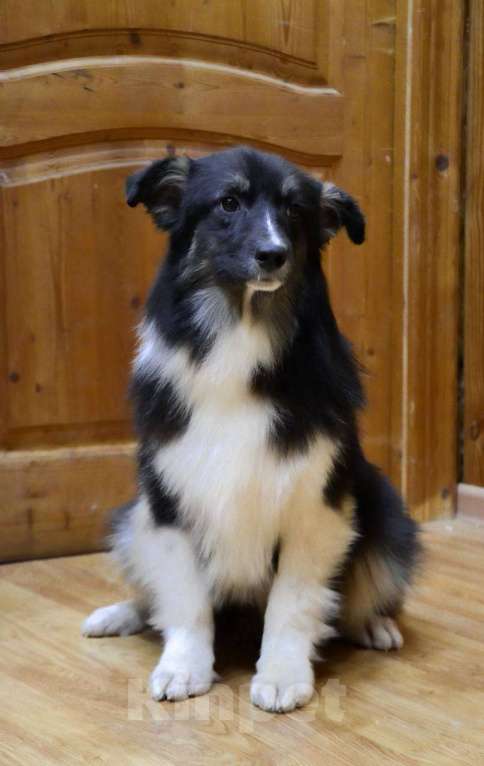 Собаки в Москве: Аусси щенок Австралийская овчарка Мальчик, 25 000 руб. - фото 2