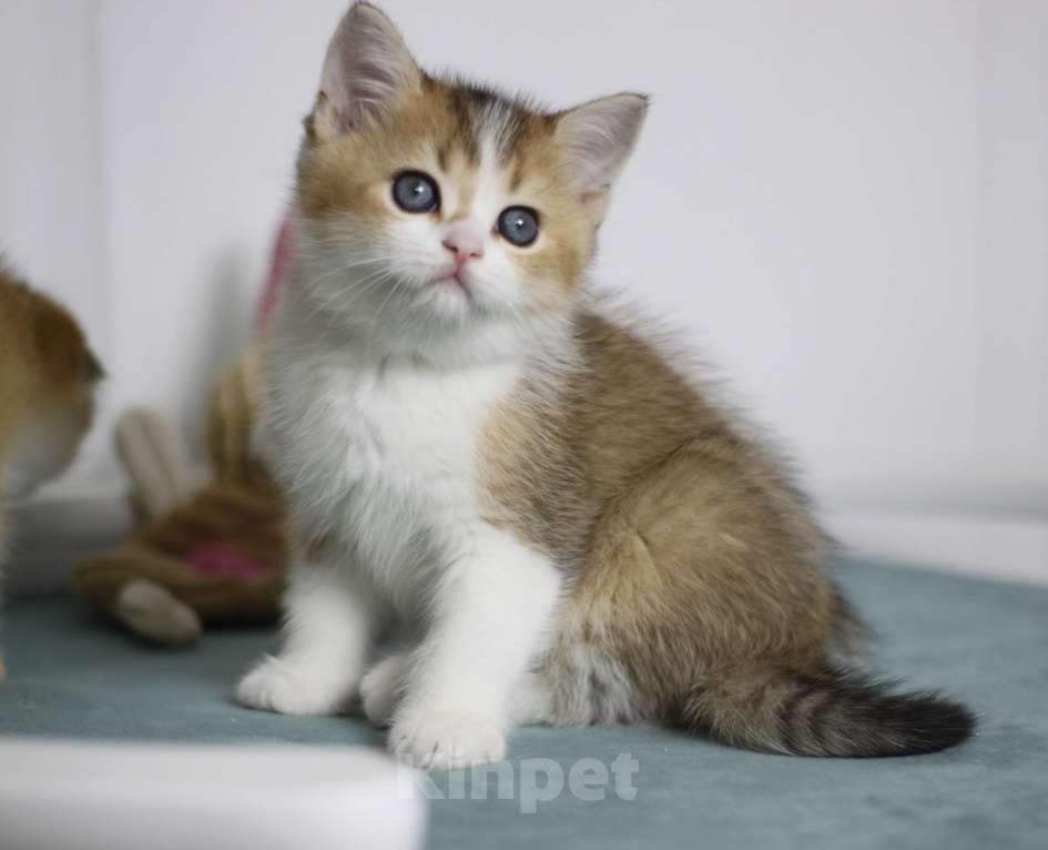 Кошки в Москве: Гаррисон Мальчик, 25 000 руб. - фото 4