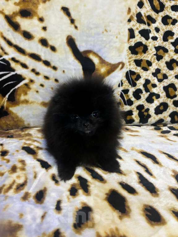 Собаки в Магнитогорске: померанские шпицы Мальчик, 20 000 руб. - фото 2