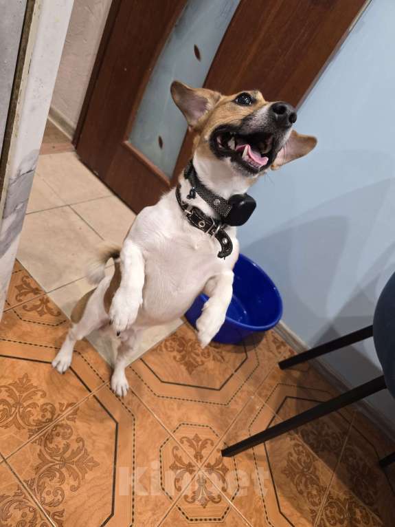 Собаки в Москве: Отдам собаку в надежные руки Мальчик, Бесплатно - фото 1