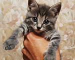 Кошки в Красноярске: Любознательная серая красавица Девочка, 1 руб. - фото 1