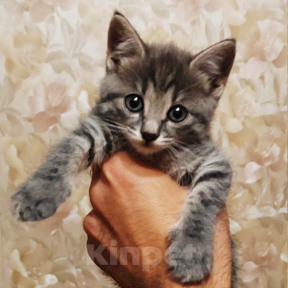 Кошки в Красноярске: Любознательная серая красавица Девочка, 1 руб. - фото 1