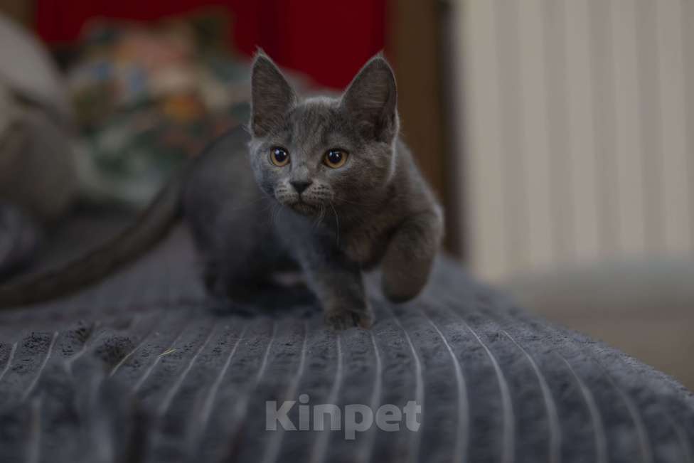 Кошки в Москве: Бастет Девочка, 25 000 руб. - фото 2