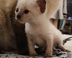 Кошки в Ростове-на-Дону: Котята меконгского бобтейла Разнополые, 11 000 руб. - фото 1
