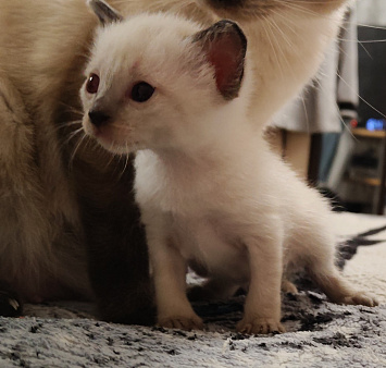 Котята меконгского бобтейла