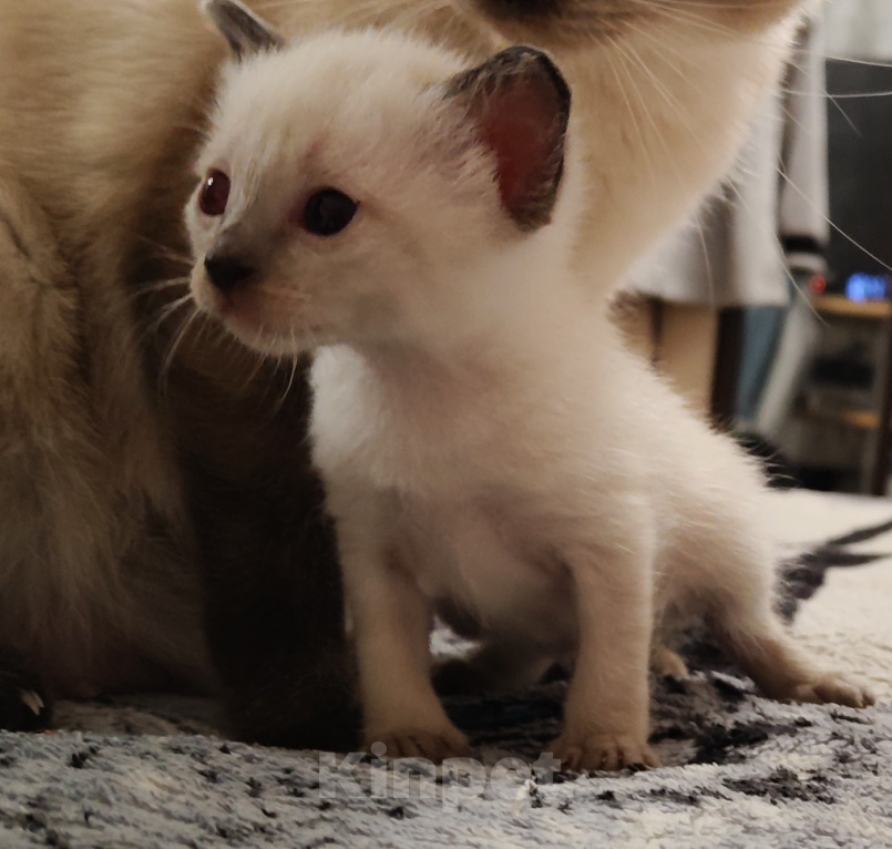 Кошки в Ростове-на-Дону: Котята меконгского бобтейла Разнополые, 11 000 руб. - фото 1