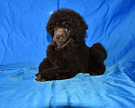 Собаки в Долгопрудном: Щенок той пуделя коричневый мальчик Мальчик, 180 000 руб. - фото 3
