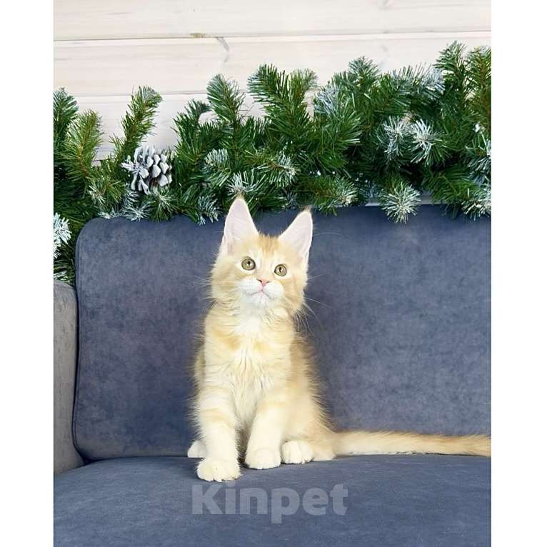 Кошки в других городах Московской области: Фиона Девочка, 60 000 руб. - фото 4