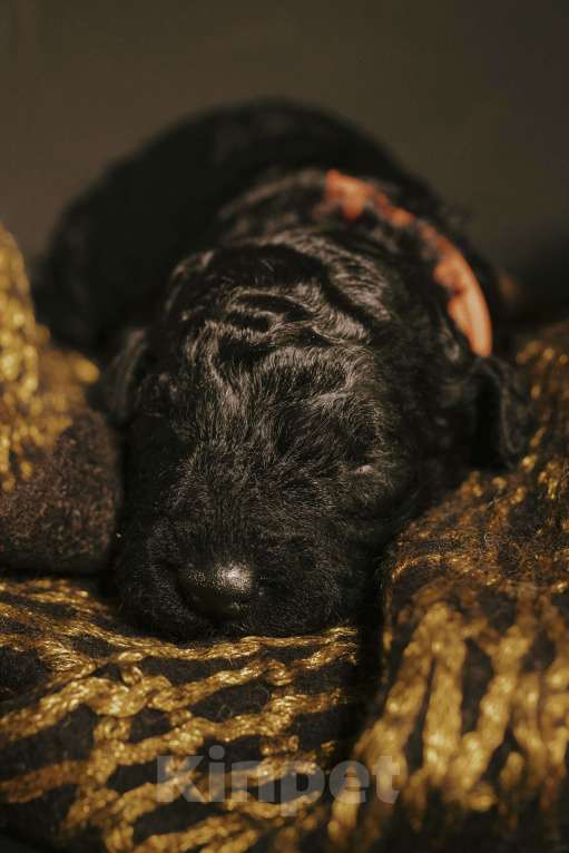 Собаки в Москве: EPIKA THOPH Испанская Водяная собака Девочка, 190 000 руб. - фото 5