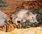 Кошки в Санкт-Петербурге: Элитный кот Мальчик, 4 000 руб. - фото 8
