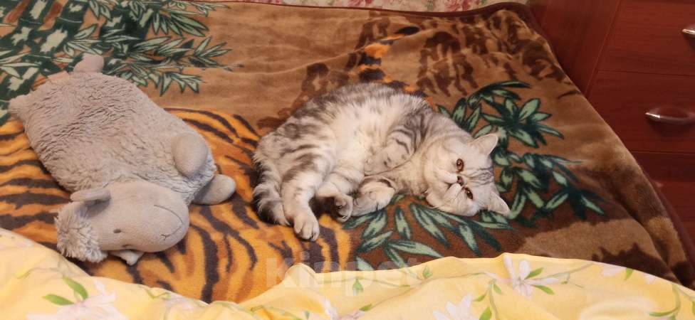 Кошки в Санкт-Петербурге: Элитный кот Мальчик, 4 000 руб. - фото 8