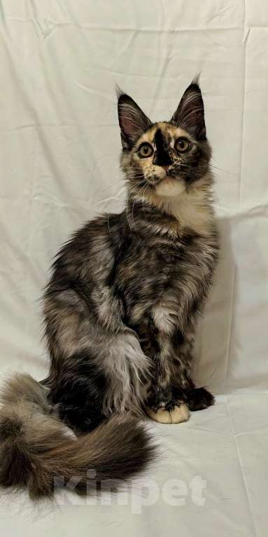 Кошки в Краснодаре: ОЛИВИЯ Девочка, 45 000 руб. - фото 9