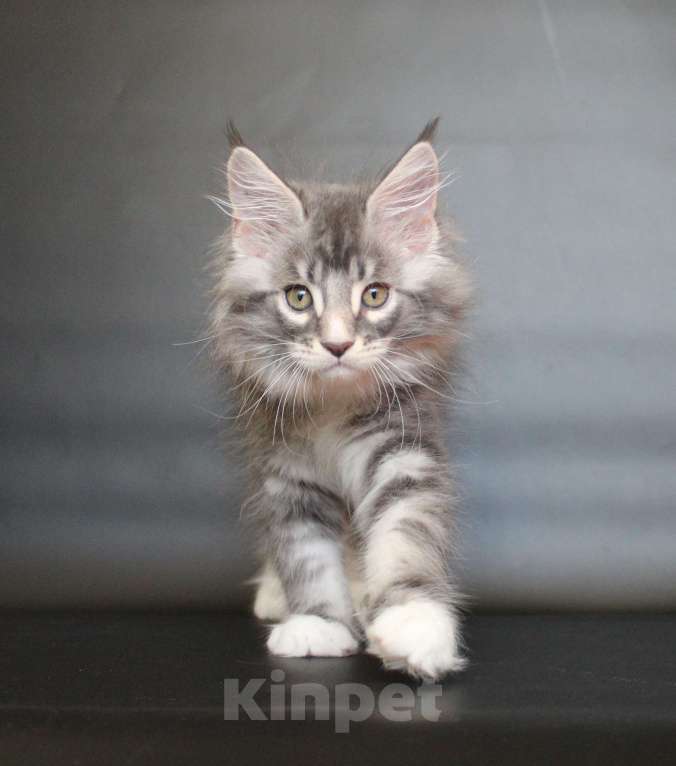 Кошки в Екатеринбурге: Даймонд Димочка Мальчик, 50 000 руб. - фото 7