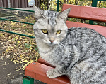 Кошки в Нижнем Новгороде: Снежок Мальчик, Бесплатно - фото 1