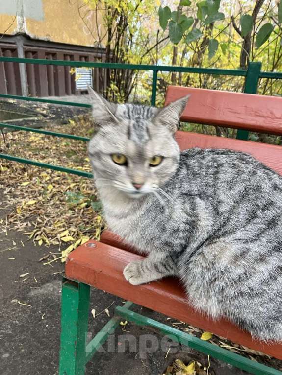 Кошки в Нижнем Новгороде: Снежок Мальчик, Бесплатно - фото 1