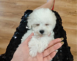 Собаки в Москве: Бишон фризе девочка Девочка, 70 000 руб. - фото 2