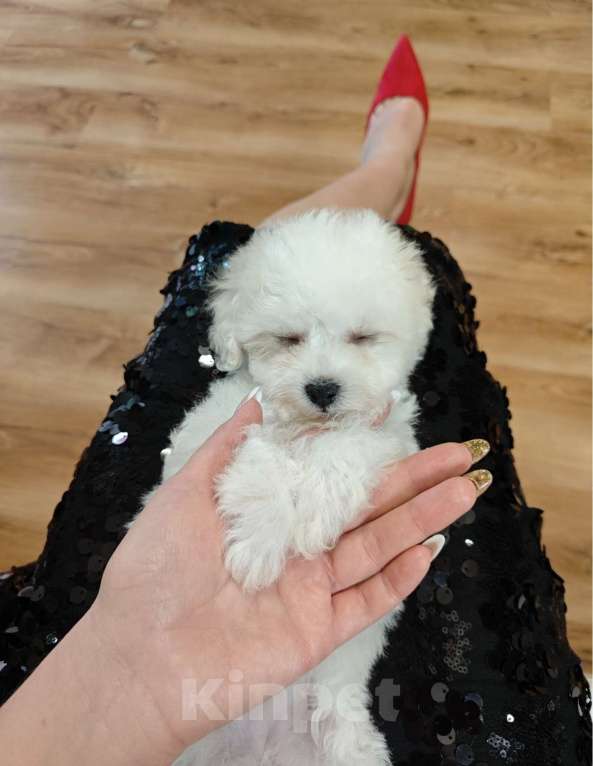 Собаки в Москве: Бишон фризе девочка Девочка, 70 000 руб. - фото 2
