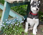 Собаки в Раменском: Щенки хаски Мальчик, 25 000 руб. - фото 8