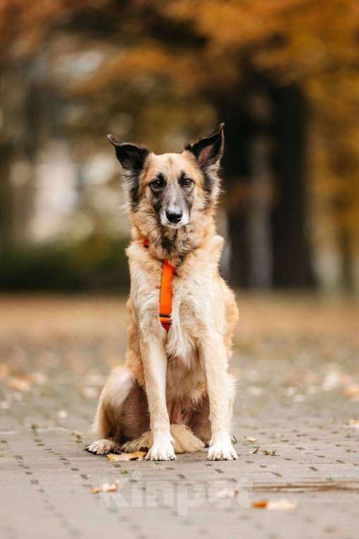 Собаки в Москве: Принцесса Сента в поиске дома! Девочка, Бесплатно - фото 2